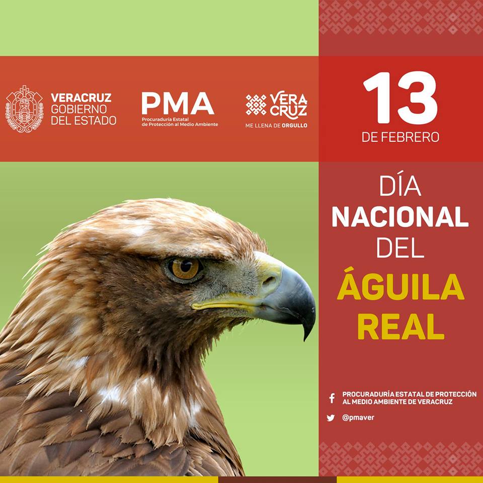 Día Nacional Del Águila Real – Procuraduria Estatal de Protección al Medio  Ambiente